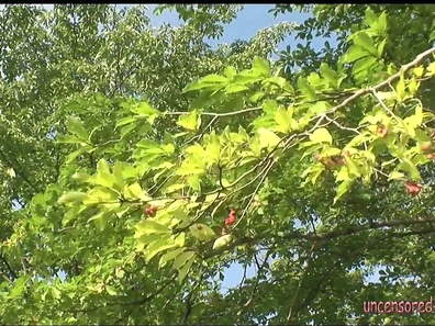 Naked Naturists Frolic Playfully in Lush Outdoor Pool Environment