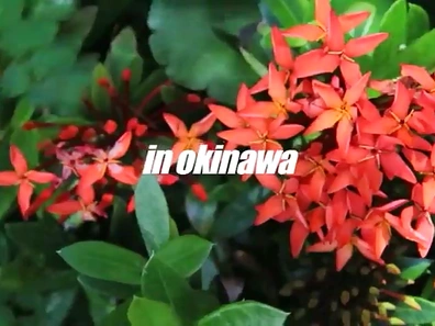 Stunning Japanese beauty does dirty things & receives cum in her mouth