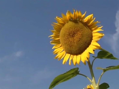 Model Airi Auzumura gets gang banged by lusty pussy cravers